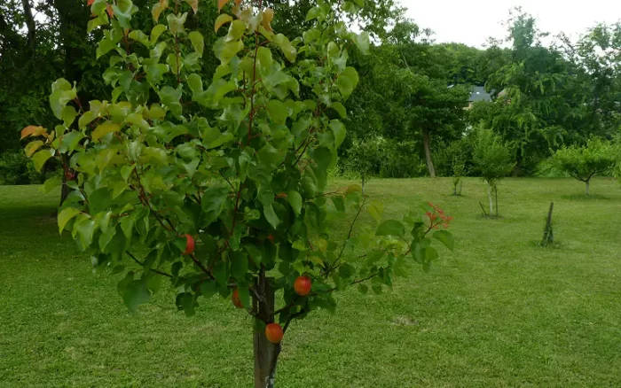 szekszardi-reformatus-kozosseg-kepgaleria-09